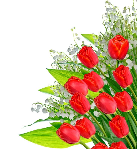 Flores de primavera tulipanes aislados sobre fondo blanco. —  Fotos de Stock