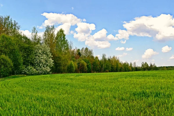 Paisagem com as árvores verdes brilhantes e céu azul . — Fotografia de Stock