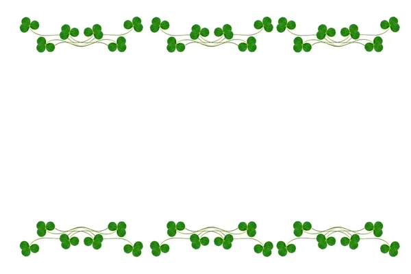 Yeşil yonca izole üzerinde beyaz arka plan bırakır. St.Patrick'ın — Stok fotoğraf