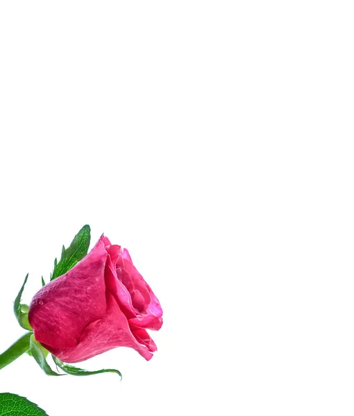 在白色背景上的花芽玫瑰 — 图库照片