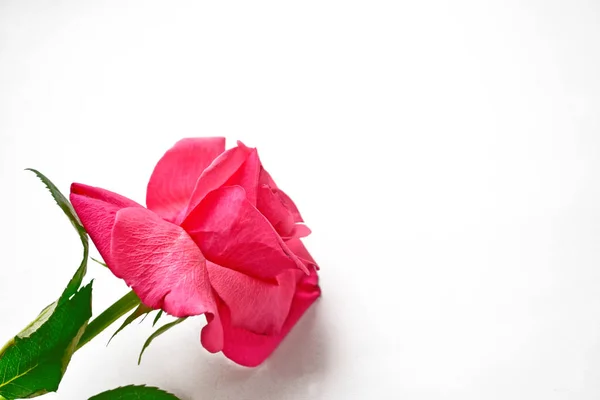 Gemme di fiori rose su sfondo bianco — Foto Stock
