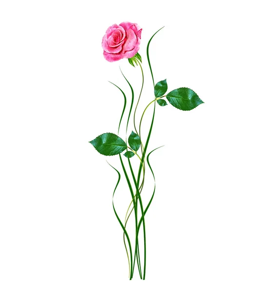 Brotes de flores de rosas aisladas sobre fondo blanco — Foto de Stock