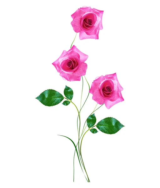 Kwiat pączek róż na białym tle — Zdjęcie stockowe
