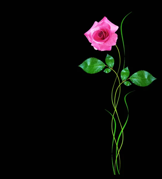 Brotes de flores de rosas aisladas sobre fondo negro — Foto de Stock