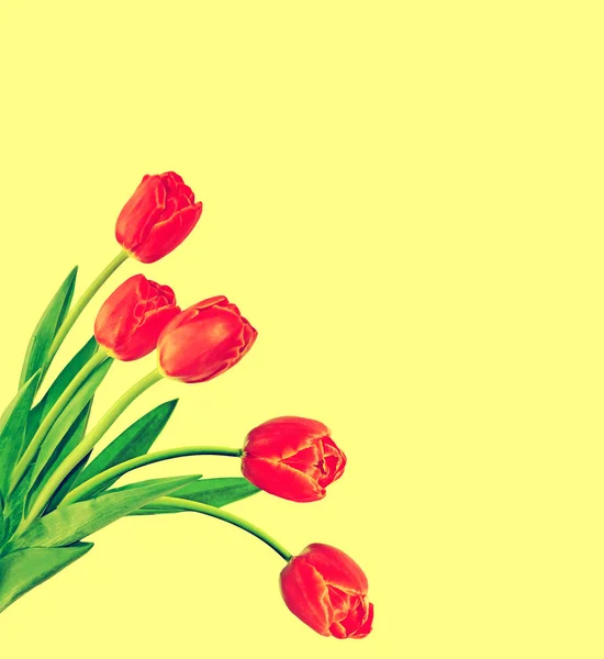 Helle und bunte Frühlingsblumen Tulpen. Floraler Hintergrund. — Stockfoto