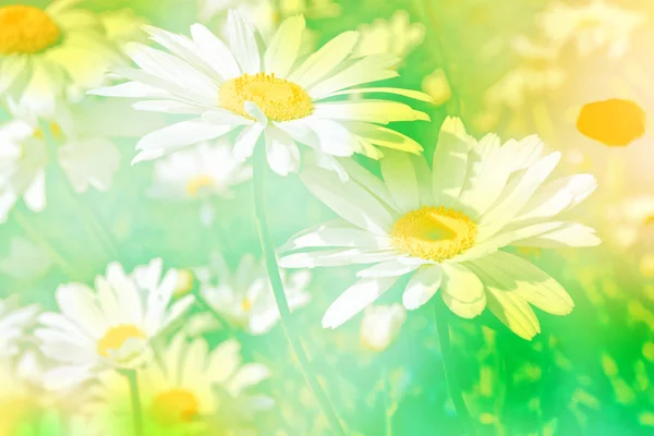 Fiori margherita luminosi bianchi su uno sfondo del paesaggio estivo — Foto Stock