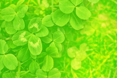 Bir arka plan yaz manzara yapraklarda Yeşil yonca