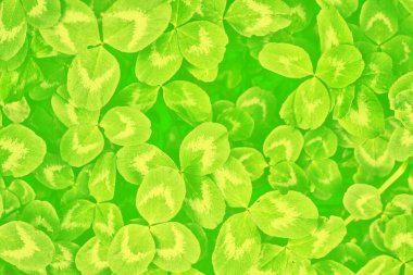 Bir arka plan yaz manzara yapraklarda Yeşil yonca