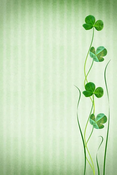 Green clover leaves on a background summer landscape — Stock Photo, Image