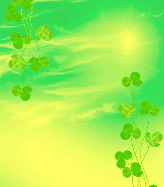 Green clover leaves on a background summer landscape — Stock Photo, Image