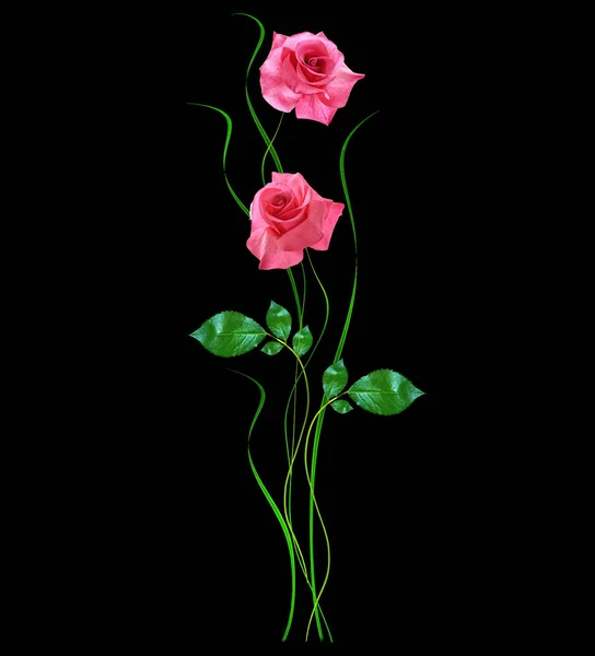 Blomknoppar av rosor isolerad på svart bakgrund — Stockfoto