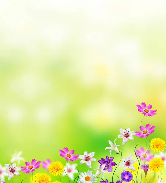 Bright daisy flowers on a background of the summer landscape. — Stock Photo, Image