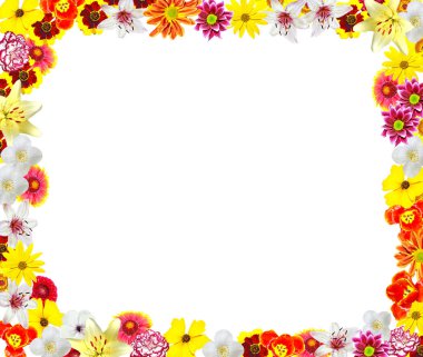 Beyaz arka plan üzerinde izole renkli parlak çiçek