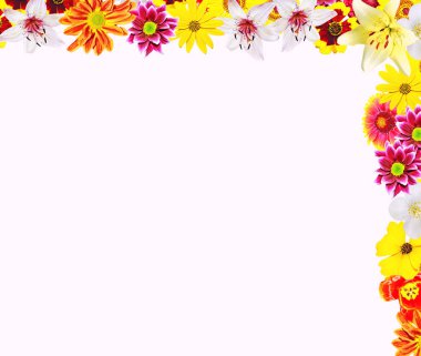 Beyaz arka plan üzerinde izole renkli parlak çiçek