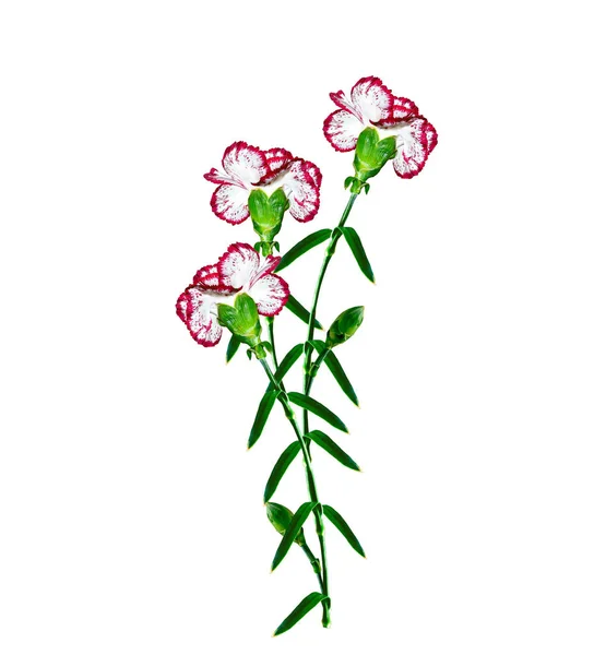 白い背景に分離されたカラフルなカーネーションの花. — ストック写真