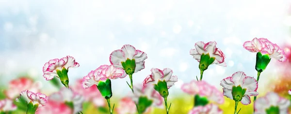 Helle und farbenfrohe Nelkenblüten. Floraler Hintergrund. — Stockfoto