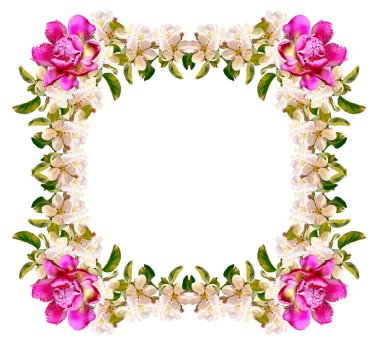 Beyaz bir arka plan üzerinde izole elma dalı çiçeklenme. Bahar