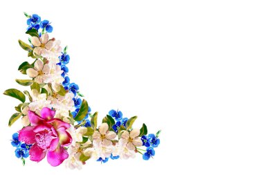 Beyaz bir arka plan üzerinde izole elma dalı çiçeklenme. Bahar