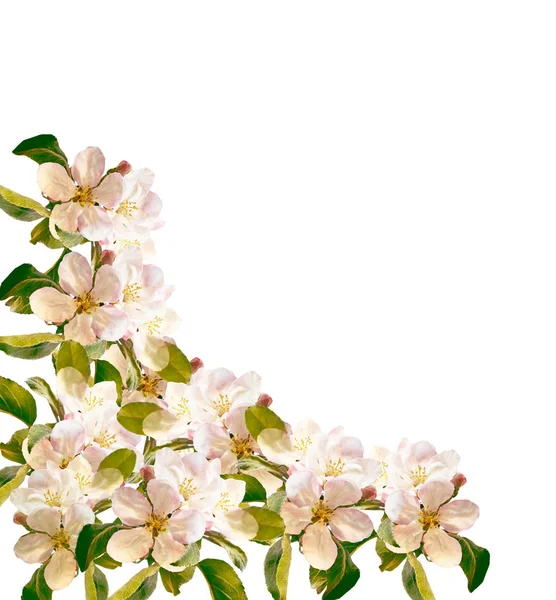 Gałęzi kwitnienia apple na białym tle na białym tle. Wiosna — Zdjęcie stockowe