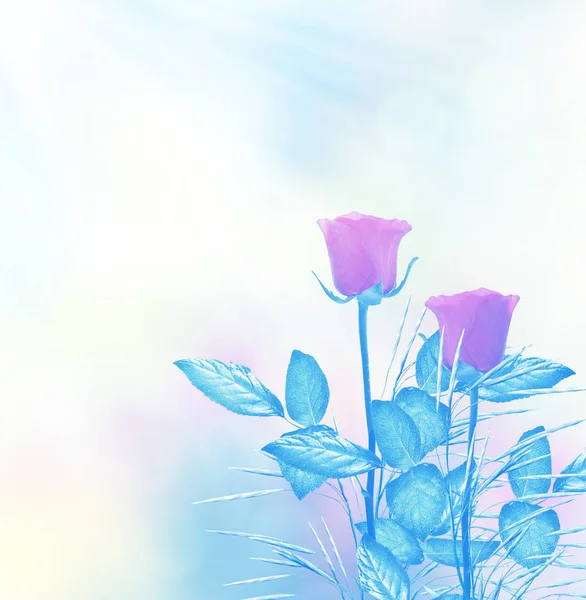 バラの花のつぼみ。ホリデー カード — ストック写真