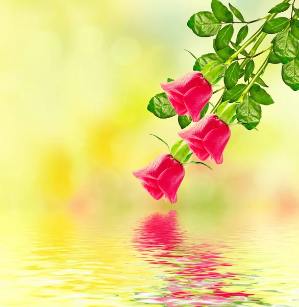 Os botões de flores rosas. Cartão de férias — Fotografia de Stock