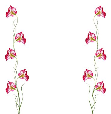 Beyaz arka plan üzerinde izole çöl gül çiçek