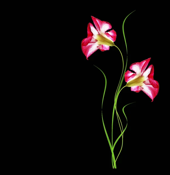 Wüste Rose Blumen isoliert auf schwarzem Hintergrund — Stockfoto
