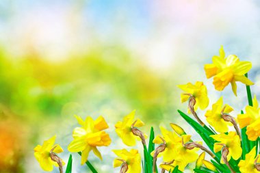 Parlak ve renkli çiçekler nergis