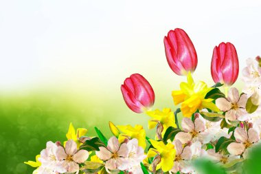 Çiçek açan elma dalı. Parlak renkli bahar çiçekleri