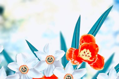 Parlak ve renkli bahar çiçekleri nergis ve laleler