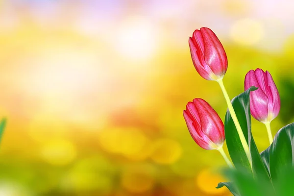 亮丽多彩的花朵郁金香 — 图库照片