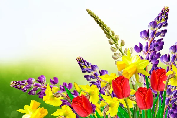 Fiori primaverili luminosi e colorati narcisi e tulipani — Foto Stock