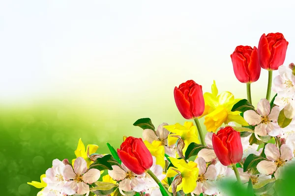 Blommande grenäpple. Ljusa färgglada vårblommor — Stockfoto