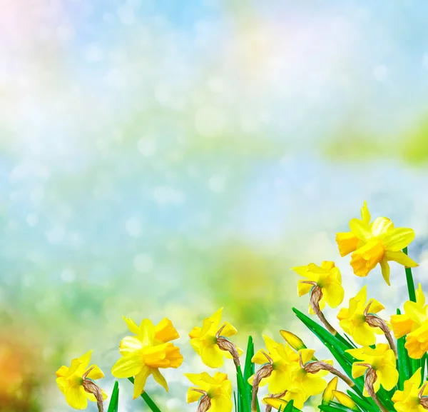 Narcisi di fiori luminosi e colorati — Foto Stock