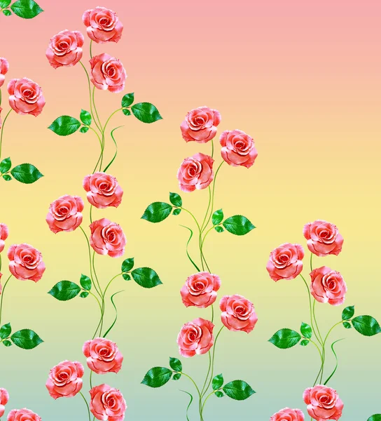 Poupata růží. — Stock fotografie