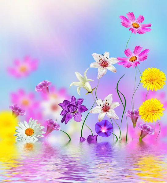 Bright daisy flowers on a background of the summer landscape. — Stock Photo, Image