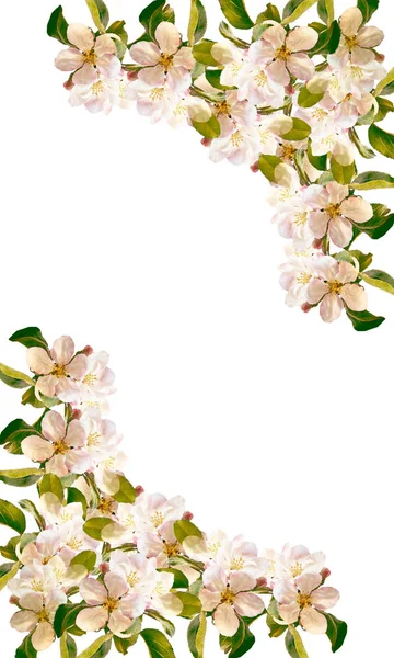 Kvetoucí větev Apple izolovaných na bílém pozadí. Pružina — Stock fotografie