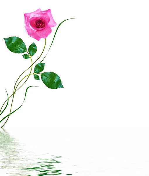Bloem bud rozen op een witte achtergrond — Stockfoto