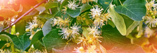 Sprig of flowering linden tree on the background of the spring l — Stock Photo, Image