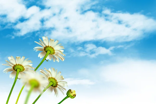 Flores de margarita blanca brillante sobre un fondo de la landsca de verano — Foto de Stock