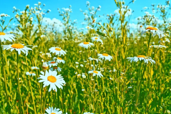 Flores de margarita blanca brillante sobre un fondo de la landsca de verano —  Fotos de Stock