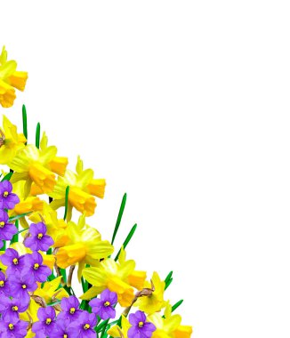våren blommor narcissus isolerad på vit bakgrund
