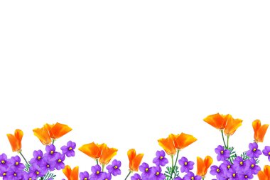 Beyaz arka plan üzerinde izole bahar çiçekleri eschscholzia. 