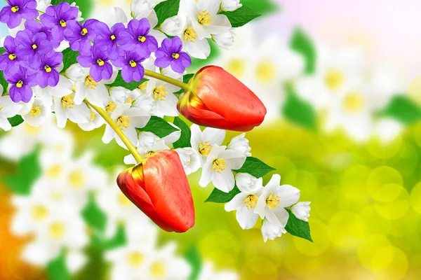 Jazmín blanco La rama delicadas flores de primavera — Foto de Stock