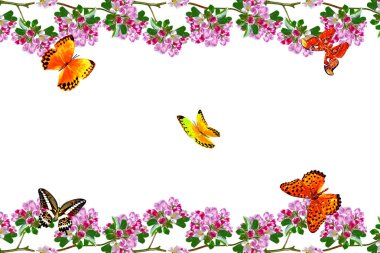 Beyaz bir arka plan üzerinde izole elma dalı çiçeklenme. Bahar