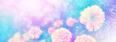 parlak ve renkli çiçekler marigolds. sonbahar manzara.