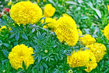parlak ve renkli çiçekler marigolds. sonbahar manzara.