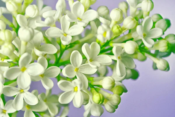 Trossen bloemen van lila — Stockfoto