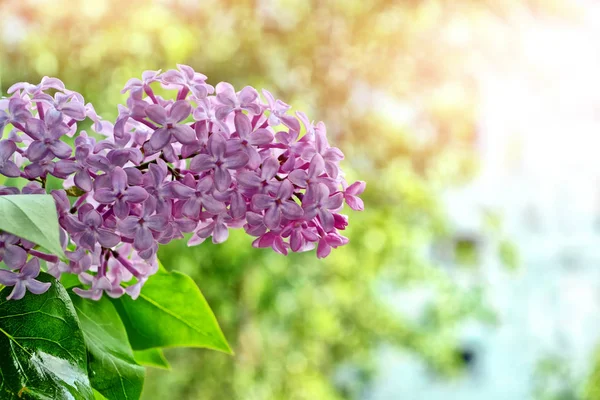 Bunches of flowers of lilac — Stock Photo, Image