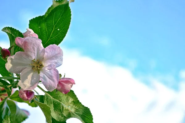 Manzana de rama floreciente. Flores de primavera de colores brillantes — Foto de Stock